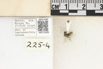 Media type: image;   Entomology 771325 Aspect: Labels